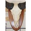 Image 5 : African Forest BUFFALO Skull on a Wooden Plaque