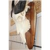 Image 6 : African Forest BUFFALO Skull on a Wooden Plaque