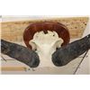 Image 7 : African Forest BUFFALO Skull on a Wooden Plaque