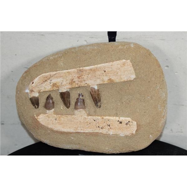 5 Authentic MOSOSAUR TEETH Fossils in a Reproduction Jaw and Rock Matrix