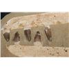 Image 3 : 5 Authentic MOSOSAUR TEETH Fossils in a Reproduction Jaw and Rock Matrix