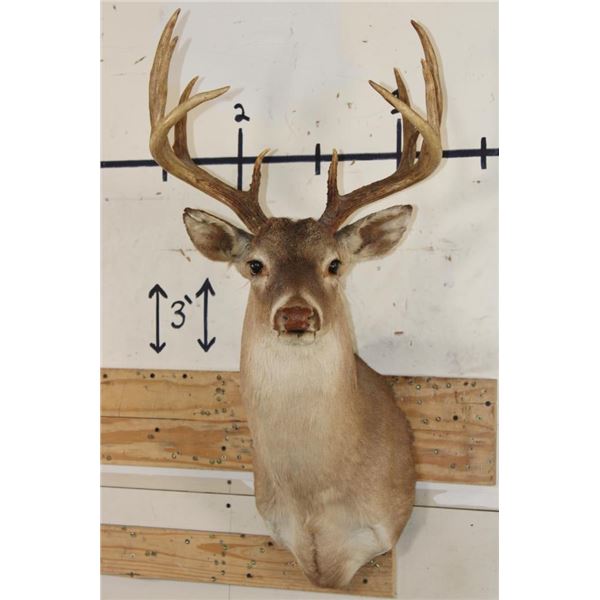 11-Point WHITETAIL BUCK Shoulder Mount