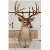Image 2 : 11-Point WHITETAIL BUCK Shoulder Mount