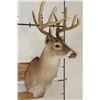Image 3 : 11-Point WHITETAIL BUCK Shoulder Mount