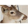 Image 4 : 11-Point WHITETAIL BUCK Shoulder Mount