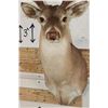 Image 6 : 11-Point WHITETAIL BUCK Shoulder Mount