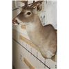 Image 7 : 11-Point WHITETAIL BUCK Shoulder Mount