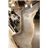 Image 8 : 11-Point WHITETAIL BUCK Shoulder Mount
