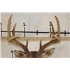 Image 9 : 11-Point WHITETAIL BUCK Shoulder Mount