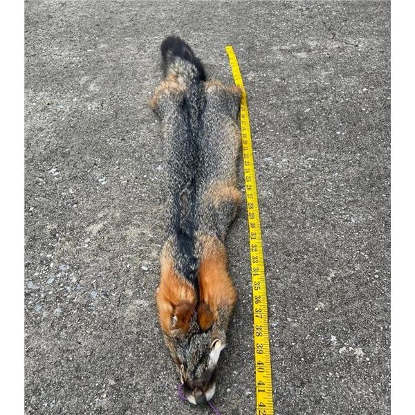 *New* Large GREY FOX Hide with Heavy Fur