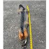 Image 1 : *New* Large GREY FOX Hide with Heavy Fur