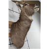 Image 12 : WATERBUCK Shoulder Mount
