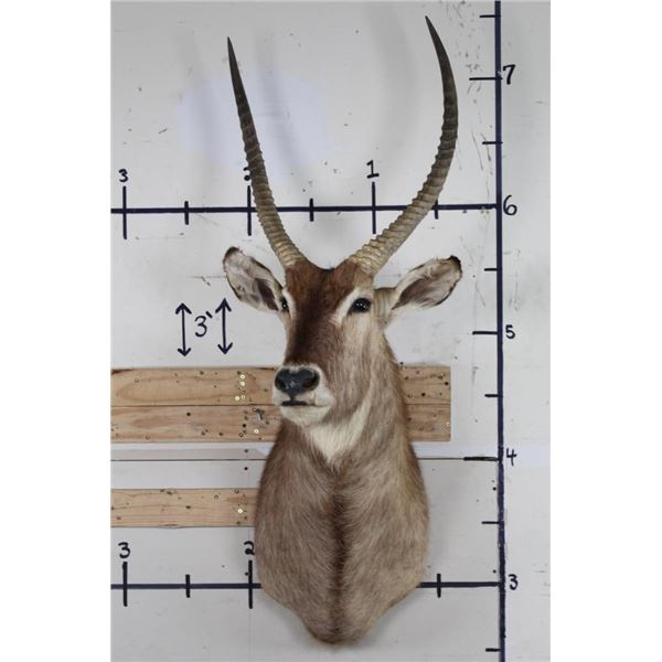 WATERBUCK Shoulder Mount