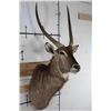 Image 3 : WATERBUCK Shoulder Mount