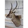 Image 4 : WATERBUCK Shoulder Mount