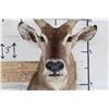 Image 6 : WATERBUCK Shoulder Mount