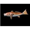 Image 2 : *New* Reproduction RED FISH Mount