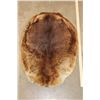 Image 1 : BEAVER Hide or Pelt