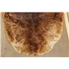 Image 2 : BEAVER Hide or Pelt
