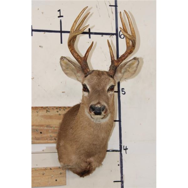 8-Point WHITETAIL DEER Shoulder Mount