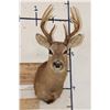 Image 1 : 8-Point WHITETAIL DEER Shoulder Mount