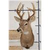 Image 2 : 8-Point WHITETAIL DEER Shoulder Mount