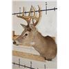 Image 3 : 8-Point WHITETAIL DEER Shoulder Mount