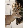 Image 4 : 8-Point WHITETAIL DEER Shoulder Mount