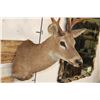 Image 5 : 8-Point WHITETAIL DEER Shoulder Mount