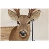 Image 6 : 8-Point WHITETAIL DEER Shoulder Mount