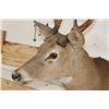 Image 7 : 8-Point WHITETAIL DEER Shoulder Mount