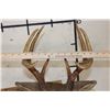 Image 9 : 8-Point WHITETAIL DEER Shoulder Mount