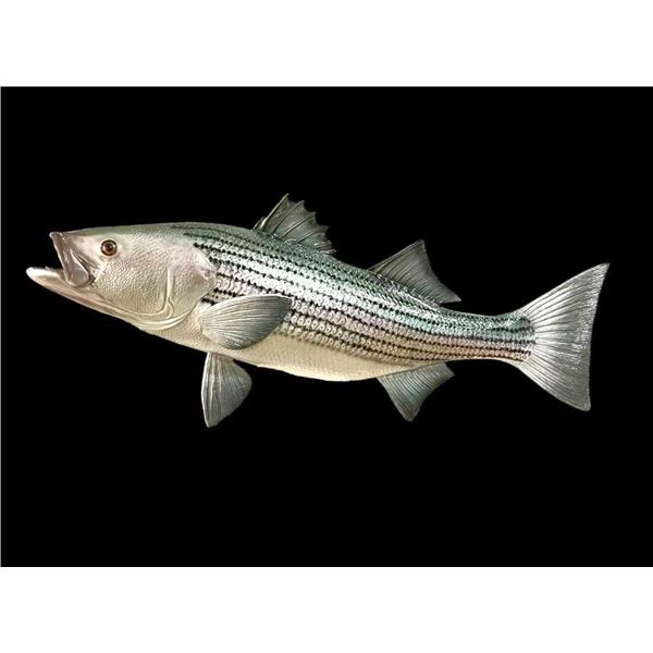 *New* Reproduction STRIPED BASS FISH Mount