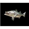 Image 2 : *New* Reproduction STRIPED BASS FISH Mount