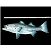Image 3 : *New* Reproduction STRIPED BASS FISH Mount
