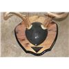 Image 10 : (4) WHITETAIL DEER Antler Racks on Wooden Plaques (ONE$)