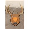 Image 11 : (4) WHITETAIL DEER Antler Racks on Wooden Plaques (ONE$)
