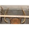 Image 12 : (4) WHITETAIL DEER Antler Racks on Wooden Plaques (ONE$)