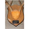 Image 13 : (4) WHITETAIL DEER Antler Racks on Wooden Plaques (ONE$)