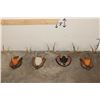 Image 1 : (4) WHITETAIL DEER Antler Racks on Wooden Plaques (ONE$)