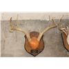 Image 2 : (4) WHITETAIL DEER Antler Racks on Wooden Plaques (ONE$)