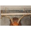Image 3 : (4) WHITETAIL DEER Antler Racks on Wooden Plaques (ONE$)