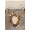 Image 5 : (4) WHITETAIL DEER Antler Racks on Wooden Plaques (ONE$)
