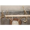 Image 6 : (4) WHITETAIL DEER Antler Racks on Wooden Plaques (ONE$)