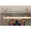 Image 9 : (4) WHITETAIL DEER Antler Racks on Wooden Plaques (ONE$)