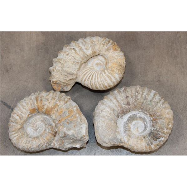 (3) AMMONITE FOSSIL Specimens from Morocco (ONE$)