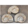 Image 1 : (3) AMMONITE FOSSIL Specimens from Morocco (ONE$)
