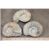 Image 2 : (3) AMMONITE FOSSIL Specimens from Morocco (ONE$)