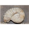 Image 3 : (3) AMMONITE FOSSIL Specimens from Morocco (ONE$)