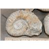 Image 4 : (3) AMMONITE FOSSIL Specimens from Morocco (ONE$)